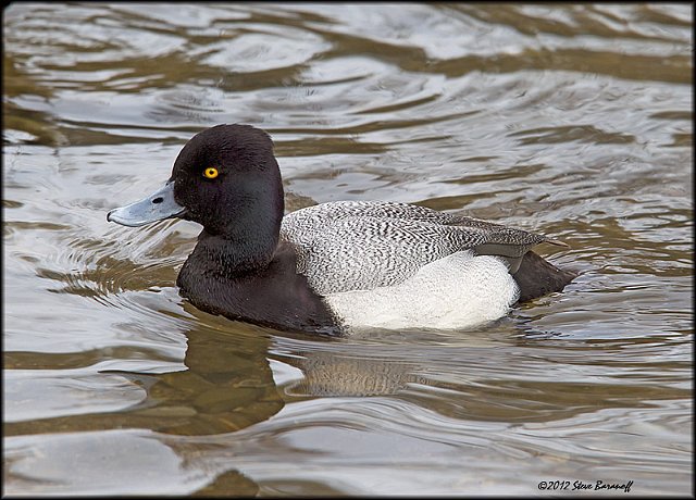 _2SB3275 lesser scaup drake.jpg